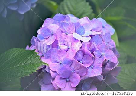 繡球 127558156