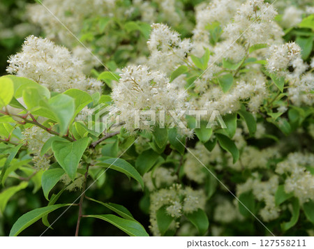 圓柱花科圓錐花序 圓柱花科圓錐花序 127558211