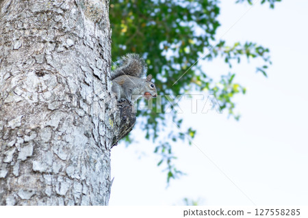 An eastern gray squirrel eating nuts on a tree An eastern gray squirrel eating nuts on a tree 127558285