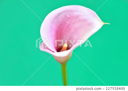 Flower head of  pink calla lily Zantedeschia aethiopica against green background. 127558400