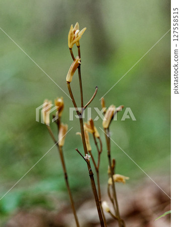 Mycoheterotrophic plant, Orchidaceae, Enshu Muyouran Mycoheterotrophic plant, Orchidaceae, Enshu Muyouran 127558515
