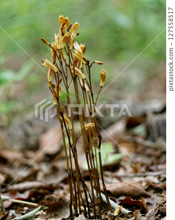 Mycoheterotrophic plant, Orchidaceae, Enshu Muyouran Mycoheterotrophic plant, Orchidaceae, Enshu Muyouran 127558517