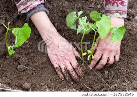 Planting bean seedlings in the ground by hand. Agriculture. Planting bean seedlings in the ground by hand. Agriculture. 127558549