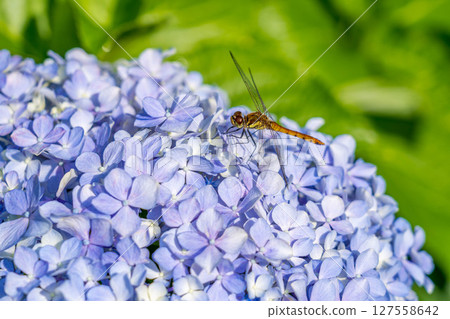 繡球花和紅蜻蜓~仲夏陽光~ 繡球花和紅蜻蜓~仲夏陽光~ 127558642