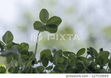 從下方看到的樹蔭下的四葉草 127558669