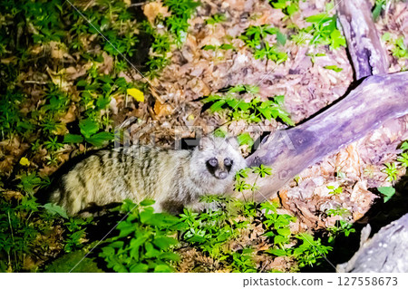 Ezotanuki Ezotanuki 127558673