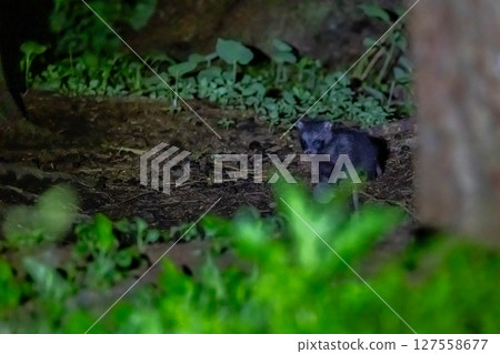 蝦夷狸寶寶 127558677