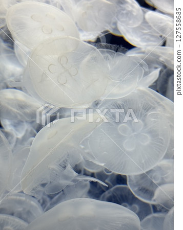 水母群漂浮於藍色海水中的夢幻景象 水母群漂浮於藍色海水中的夢幻景象 127558685