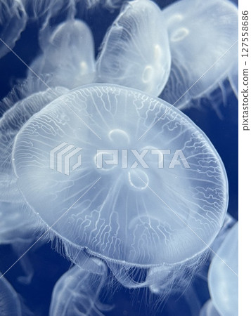 A close-up of a transparent jellyfish gracefully floating in front of a swarm of jellyfish in blue sea water 127558686