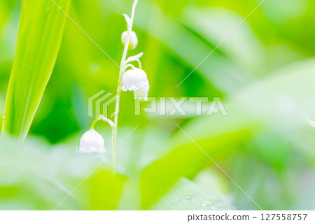 Lily of the valley Lily of the valley 127558757