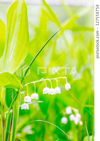 Lily of the valley Lily of the valley 127558758