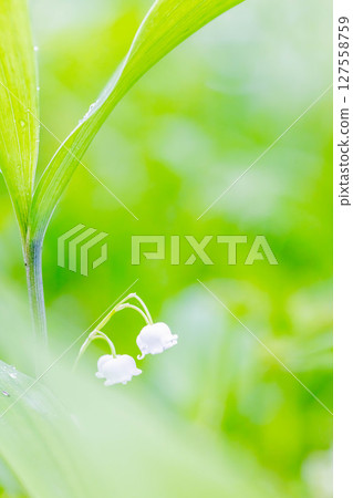 Lily of the valley Lily of the valley 127558759