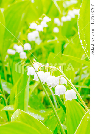 Lily of the valley 127558767