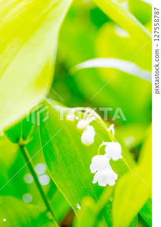 Lily of the valley 127558787