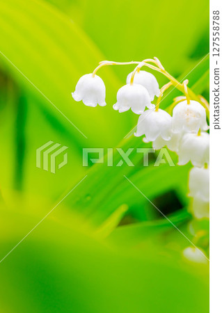 Lily of the valley Lily of the valley 127558788