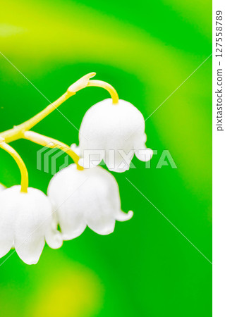 Lily of the valley Lily of the valley 127558789