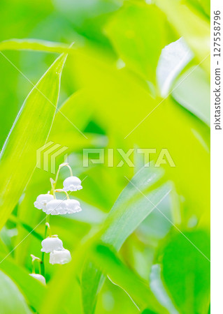 Lily of the valley 127558796