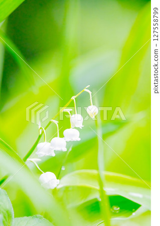 鈴蘭 鈴蘭 127558799