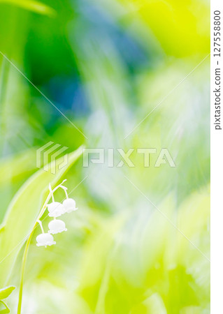 鈴蘭 鈴蘭 127558800