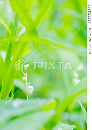 鈴蘭 鈴蘭 127558803