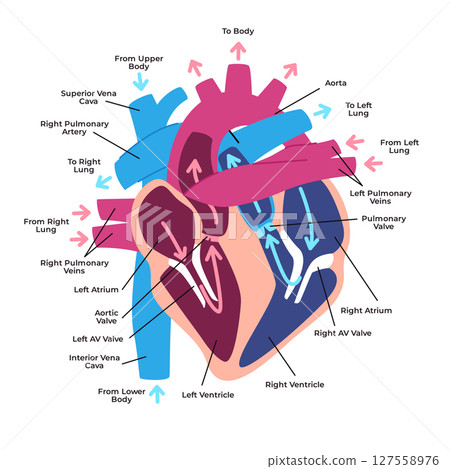 Human heart anatomy structures and blood flow pathways superior and inferior vena cava atria ventricles pulmonary arteries and veins with label Human heart anatomy structures and blood flow pathways superior and inferior vena cava atria ventricles pulmonary arteries and veins with label 127558976