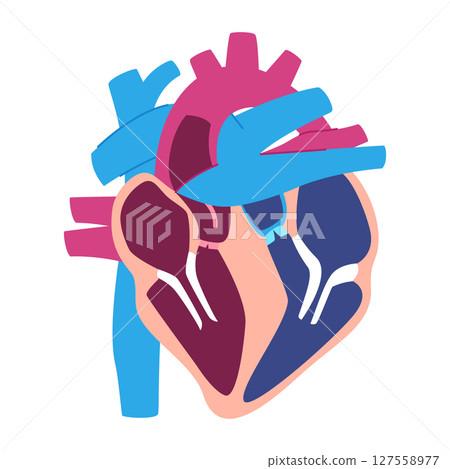 Heart anatomy illustration without label no text human hearts diagram Heart anatomy illustration without label no text human hearts diagram 127558977