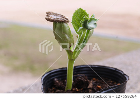 剛發芽的葫蘆 127559264