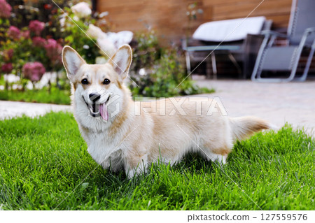 A Welsh corgi dog lies on a green lawn A Welsh corgi dog lies on a green lawn 127559576