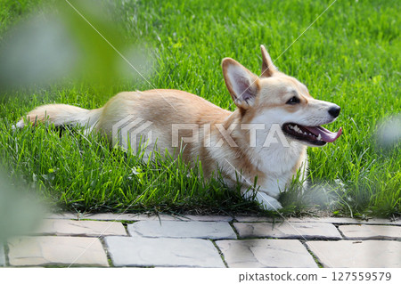 A Welsh corgi dog lies on a green lawn A Welsh corgi dog lies on a green lawn 127559579