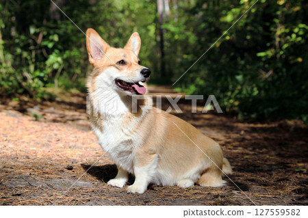 A Welsh Corgi dog stands on a stump in an autumn forest A Welsh Corgi dog stands on a stump in an autumn forest 127559582