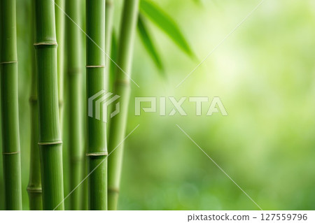 Fresh Green Bamboo in a Forest Setting Fresh Green Bamboo in a Forest Setting 127559796