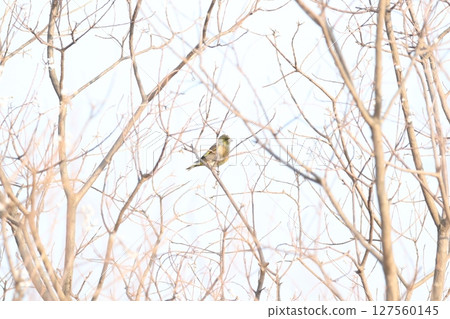 Kawarahiga Kawarahiga 127560145