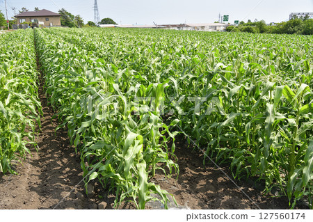 Photographing the cornfield scenery in Nanae, Hokkaido in early summer 127560174