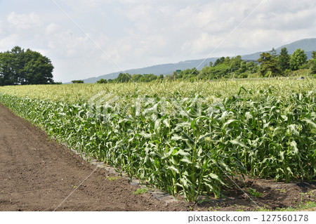 Photographing the cornfield scenery in Nanae, Hokkaido in early summer 127560178