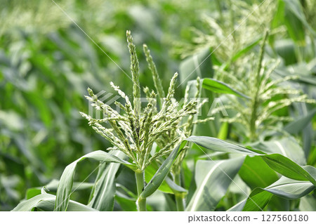 Photographing the cornfield scenery in Nanae, Hokkaido in early summer 127560180