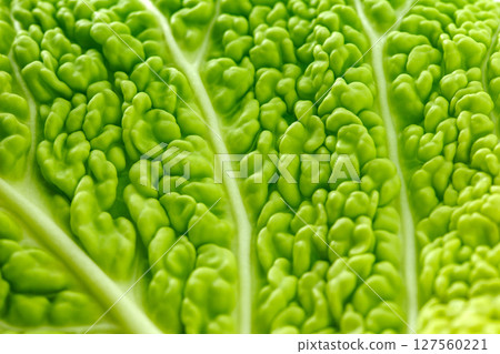 Savoy cabbage corrugated green leaf inner part branching, vegetable culture, close-up selective focus Savoy cabbage corrugated green leaf inner part branching, vegetable culture, close-up selective focus 127560221