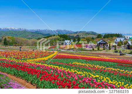 Hirugano Plateau, pastoral village, tulips in full bloom (Gujo City, Gifu Prefecture) Hirugano Plateau, pastoral village, tulips in full bloom (Gujo City, Gifu Prefecture) 127560235