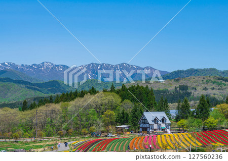 Hirugano Plateau, pastoral village, tulips in full bloom (Gujo City, Gifu Prefecture) Hirugano Plateau, pastoral village, tulips in full bloom (Gujo City, Gifu Prefecture) 127560236