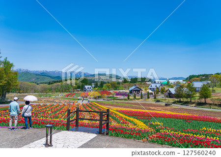 晝野高原、田園村落、鬱金香盛開（岐阜縣上市） 127560240