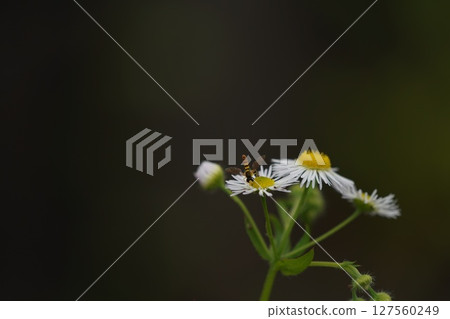 春天的花朵和昆蟲 春天的花朵和昆蟲 127560249