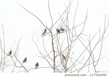 Mustard star 127560490