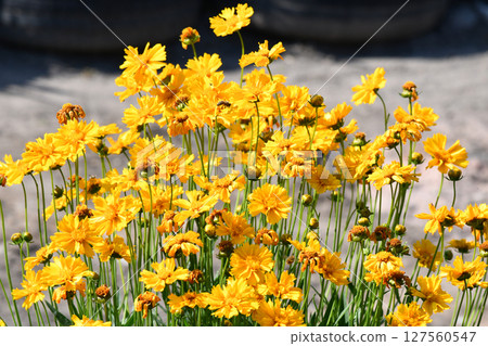 Single yellow flower blooming among dark 127560547