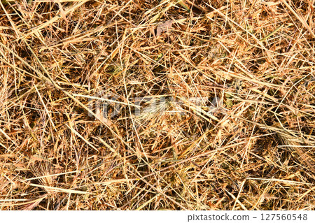 straw, dry straw, hay straw yellow texture straw, dry straw, hay straw yellow texture 127560548