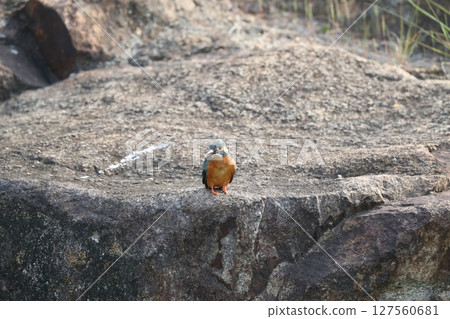 Kingfisher 127560681