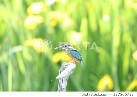 Kingfisher Kingfisher 127560752