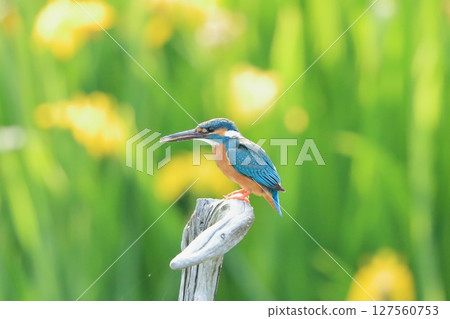 Kingfisher Kingfisher 127560753