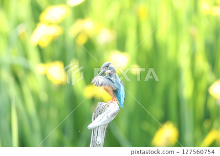 Kingfisher Kingfisher 127560754