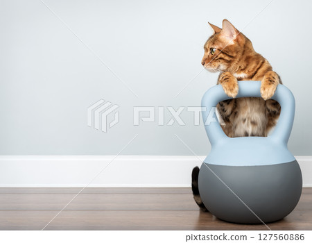 A Bengal cat holds a soft kettlebell in a minimalist room interior. A Bengal cat holds a soft kettlebell in a minimalist room interior. 127560886