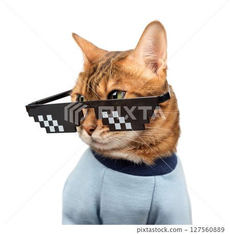 Bengal cat wearing pixelated glasses. 127560889