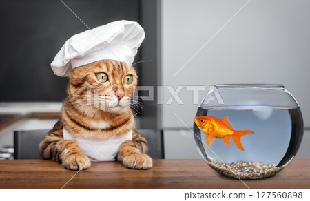 The cat-chef looks at the aquarium with goldfish. 127560898